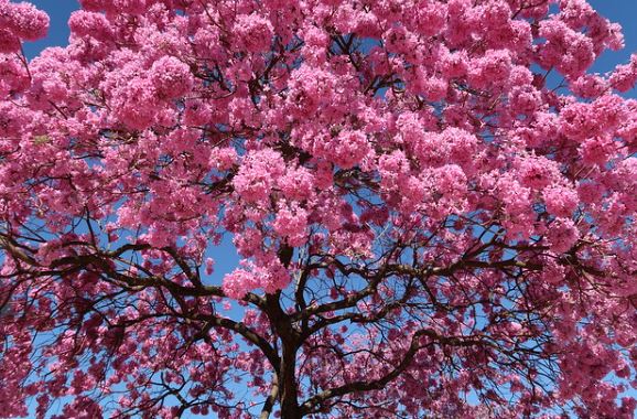 A Exuberante Beleza dos Ipês e Suas Floradas