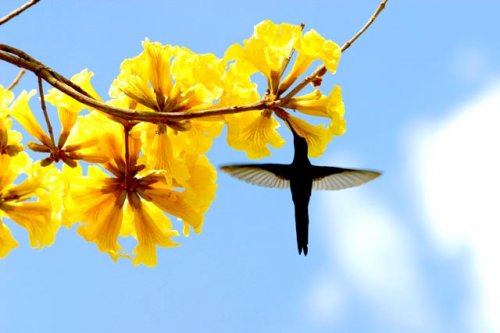 Ipês Amarelos enfeitam Jundiaí