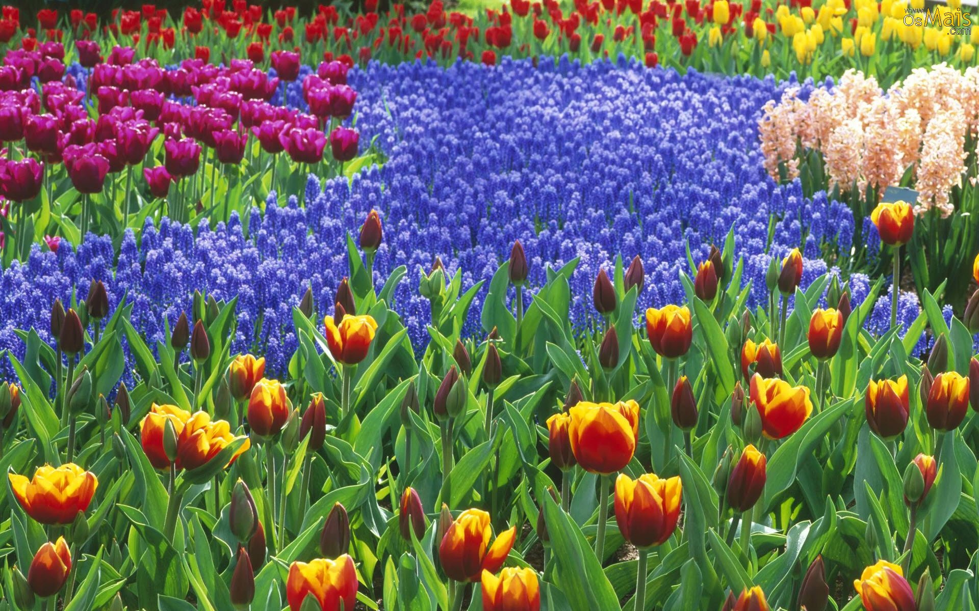 Descubra a flor do mês de seu aniversário