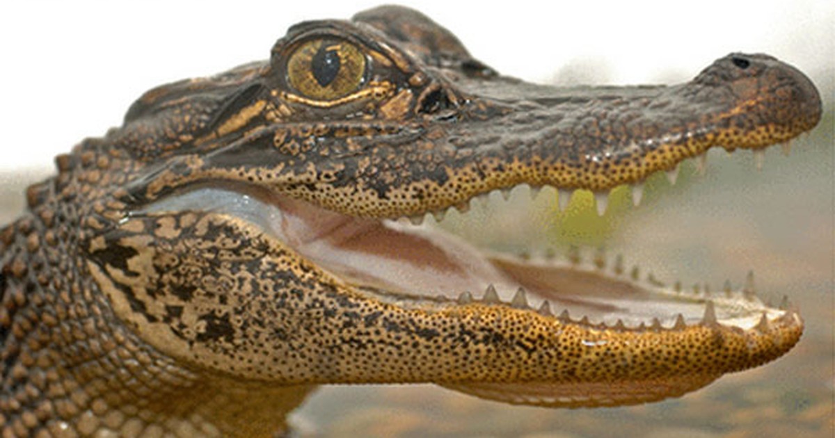 Curiosidades sobre o Jacaré