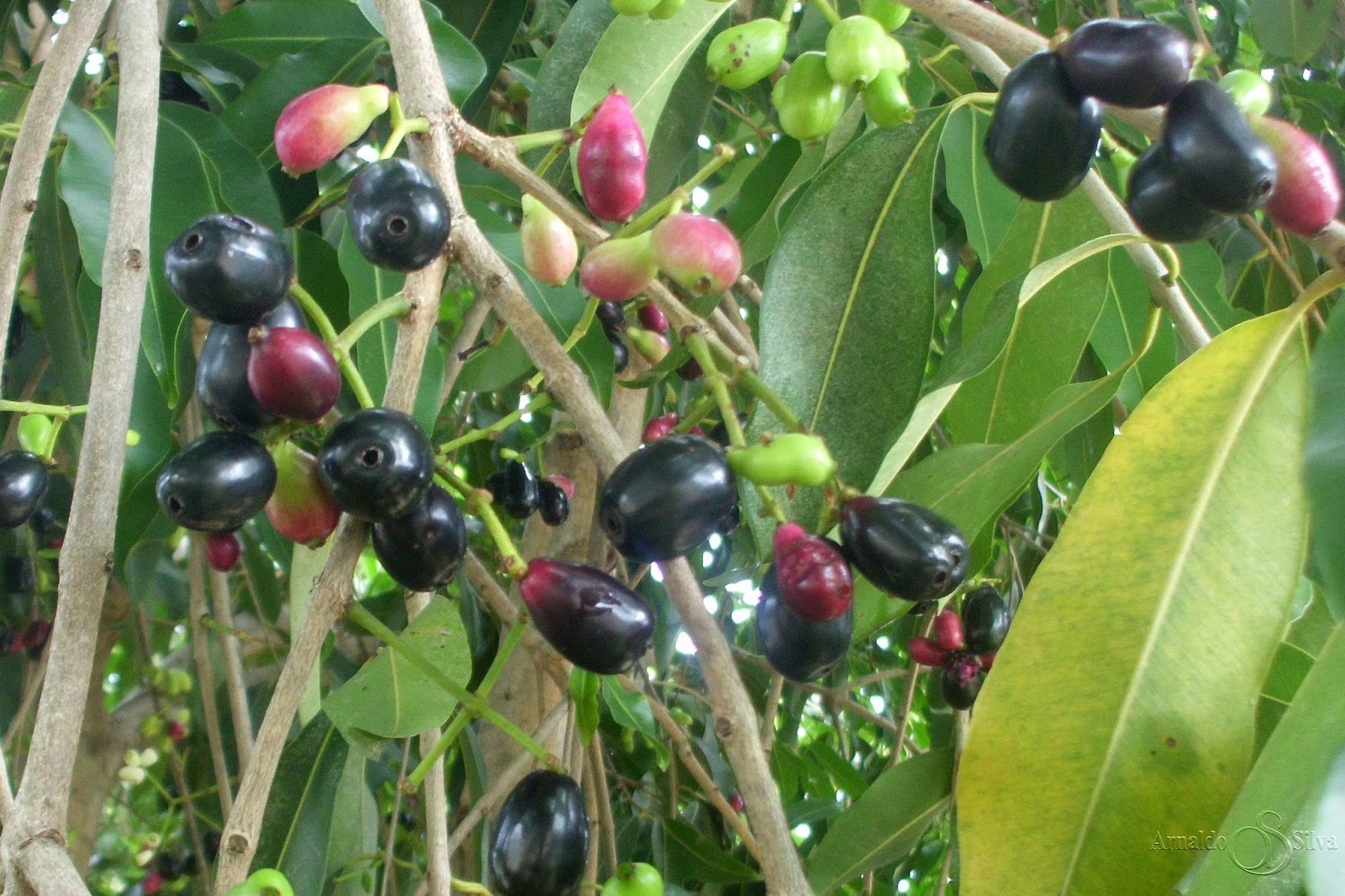 Os benefícios do Jambolão!