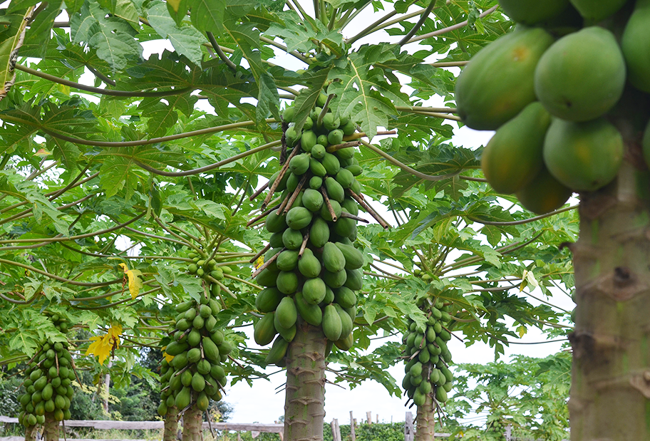 Qual Mamão Produz Frutos Melhores: O Macho, A Fêmea ou o Hermafrodita?