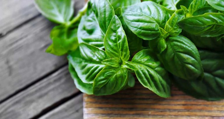 Isso vai Melhorar seu Humor, Memória, Imunidade e Mais!