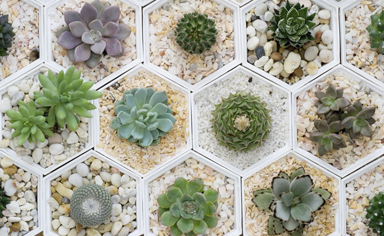 Como fazer um mini jardim de cactos e suculentas