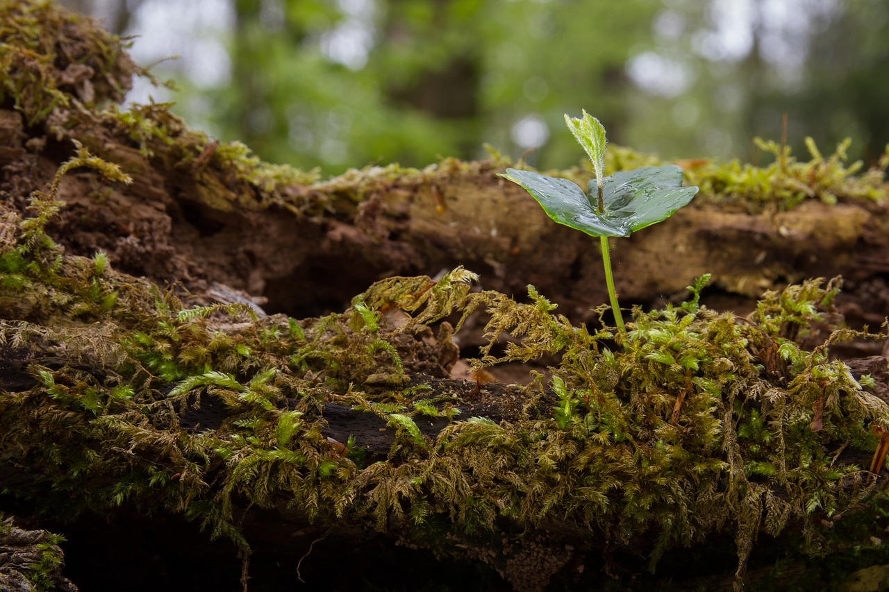 Dia da árvore é comemorado em Itupeva