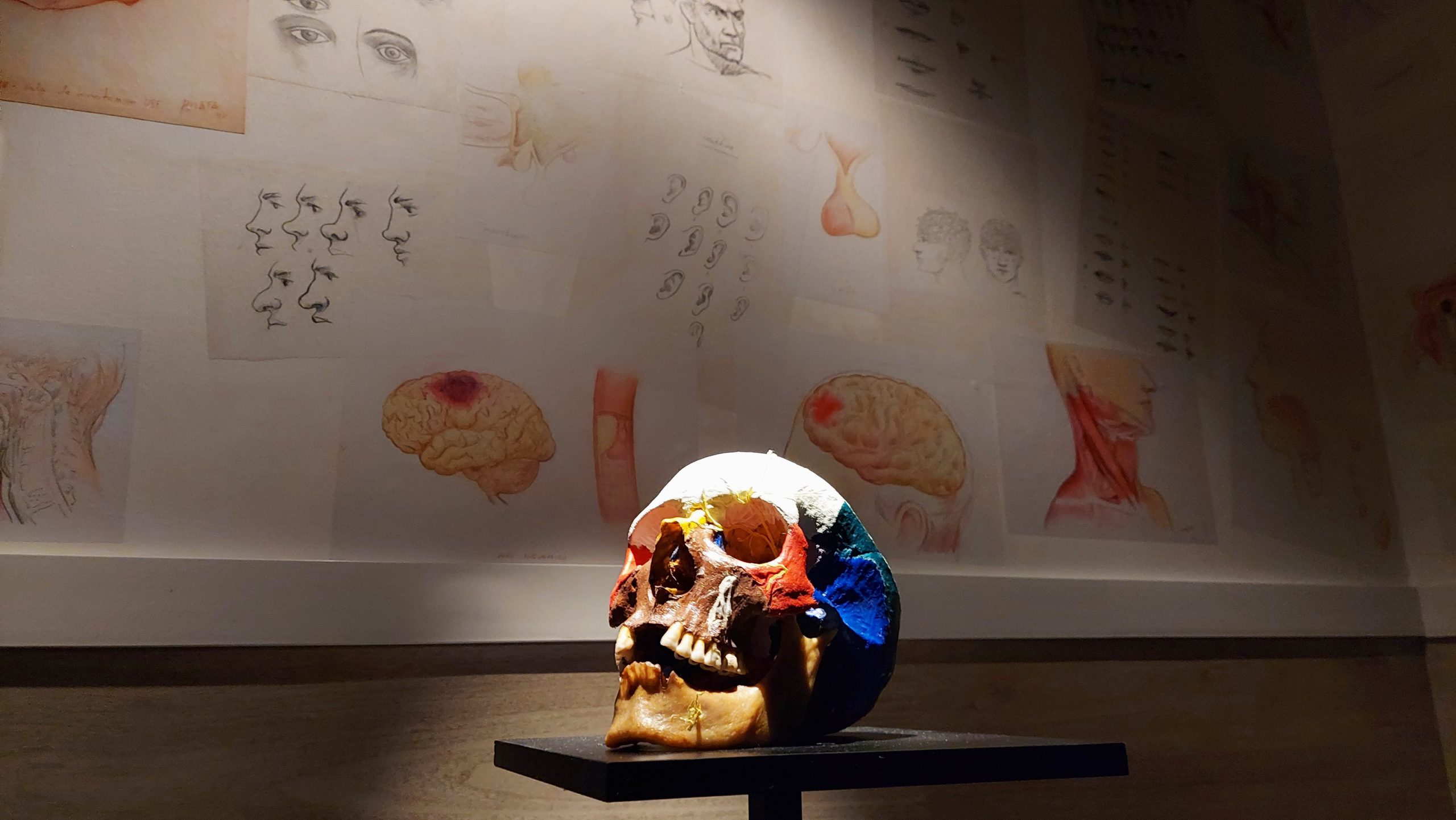 Museu do Corpo Humano é Inaugurado em Jundiaí