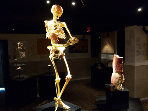 Museu do Corpo Humano é Inaugurado em Jundiaí