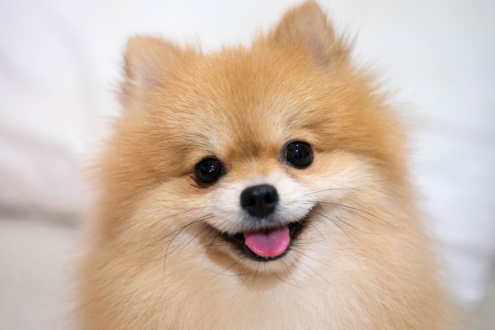 O cachorro ideal para você!