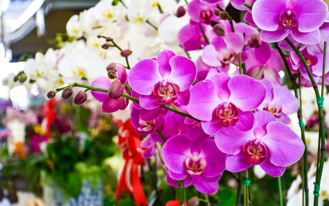 5 Dicas Para Cuidar Melhor de Suas Orquideas