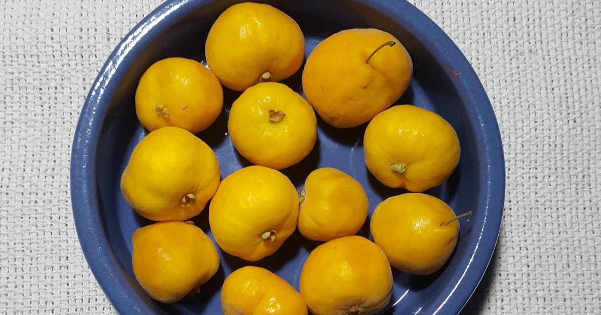 Orvalha, Uvalha ou Uvaia!