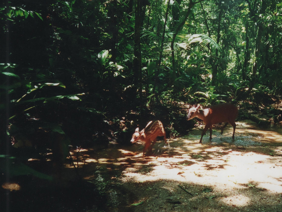 Ecoturismo em Capão Bonito: Conheça o famoso Parque do Paranapanema e seus atrativos naturais