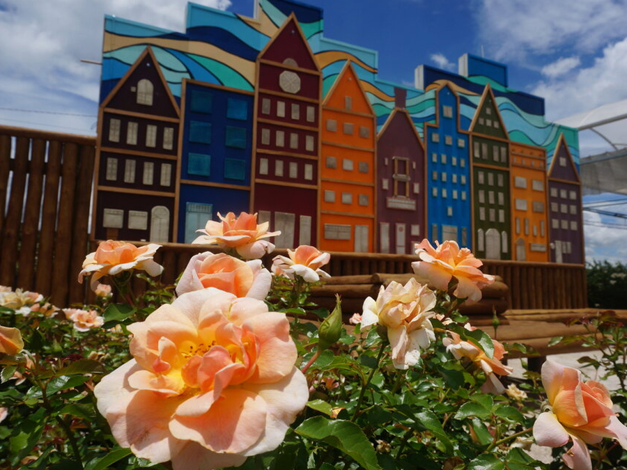 Conheça o Bloemen Park em Holambra