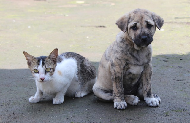 Prefeitura de Itupeva promove Campanha do Agasalho Animal