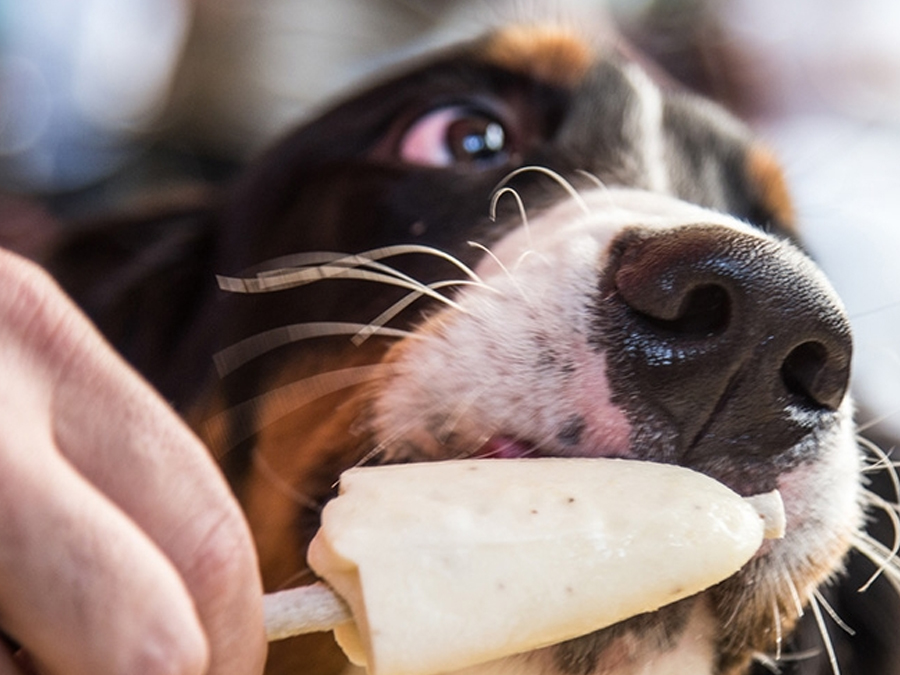Sorveteria em São Paulo oferece sorvete para cães