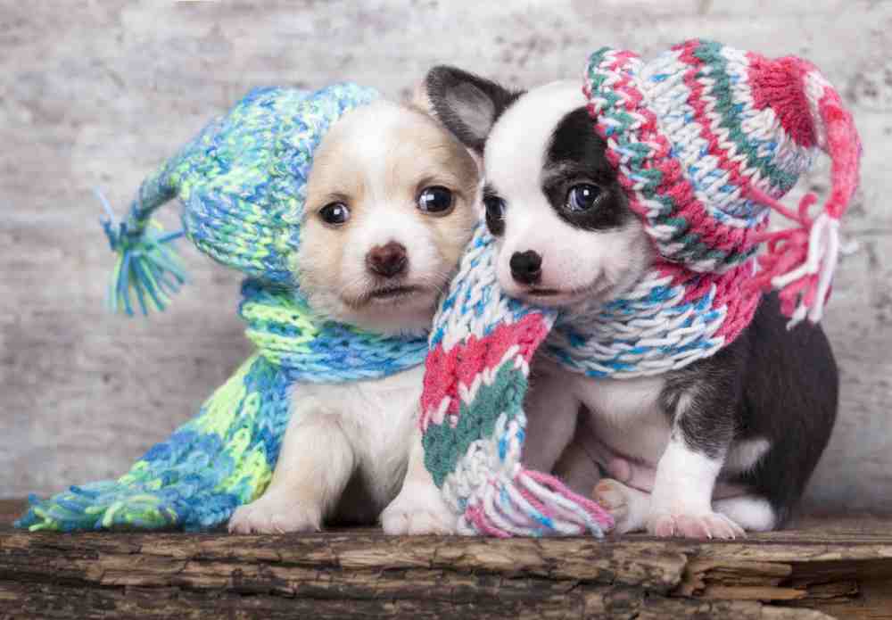 A moda pet também segue tendências