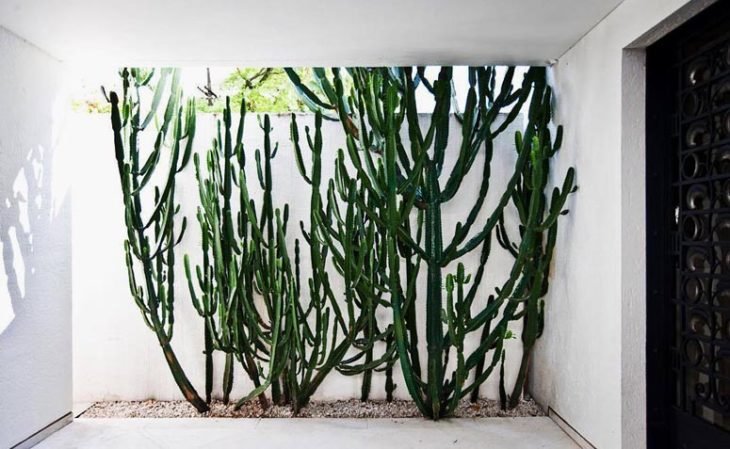 14 Plantas Resistentes ao Sol Para Seu Jardim