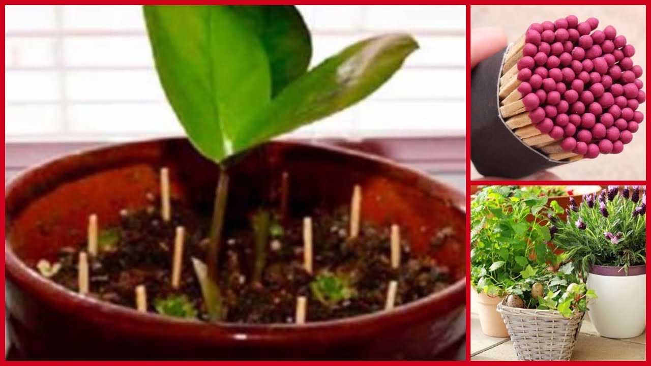 Colocar fósforos nos vasos de flores é surpreendente