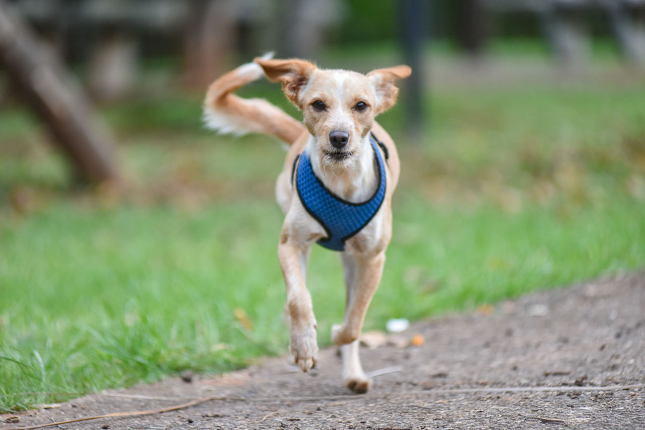 Lugares em Jundiaí Para Levar Seu Pet Para Passear