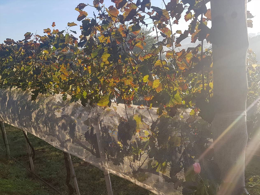 Um pedacinho da Toscana em Itupeva: Conheça a Vinícola Bramasole