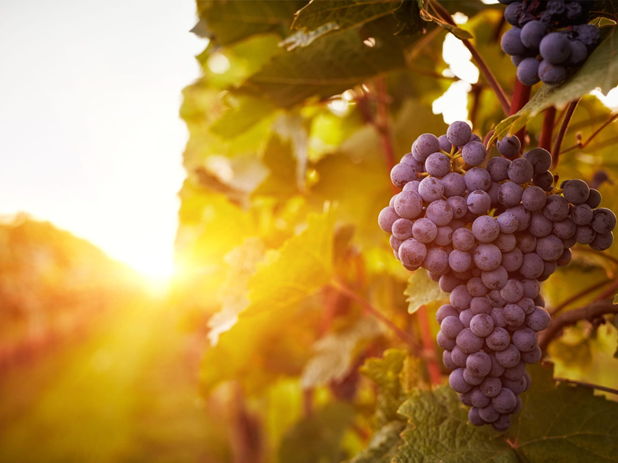 Conheça o Bairro Traviú em Jundiaí: vinícolas, boa gastronomia e paisagens deslumbrantes