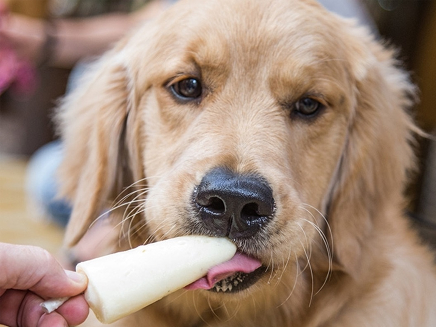 Sorveteria em São Paulo oferece sorvete para cães