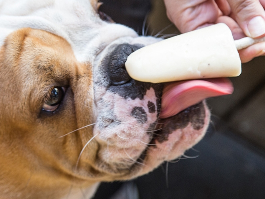 Sorveteria em São Paulo oferece sorvete para cães