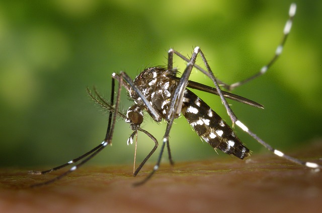 62% dos municípios brasileiros estão em alerta para dengue, zika e chikungunya