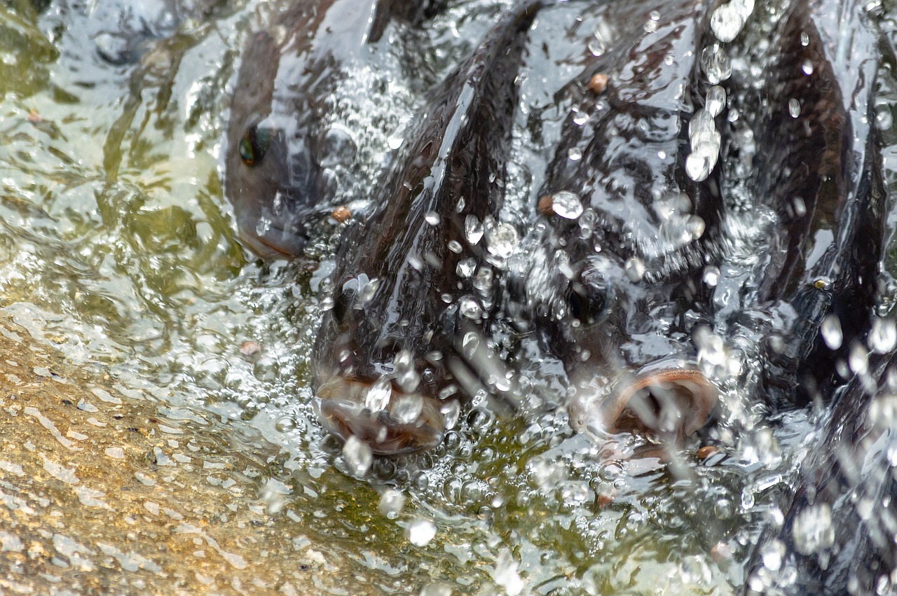 Pesca Solidária em Itupeva