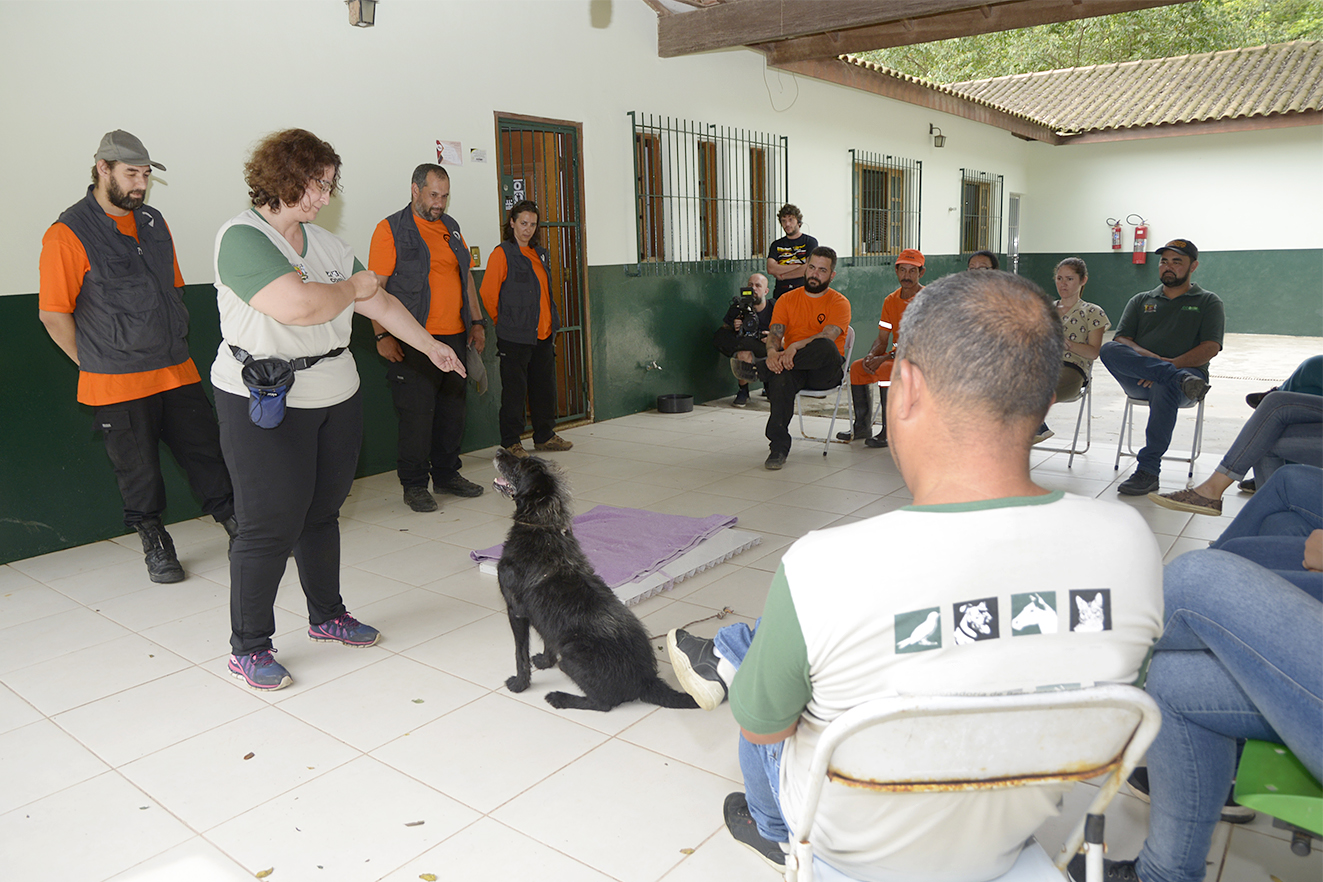 Treinamento aos animais antes da adoção para que não sejam devolvidos!