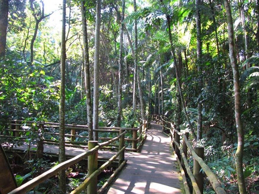 Trilha da Nascente: Conecte-se com a natureza sem sair de São Paulo