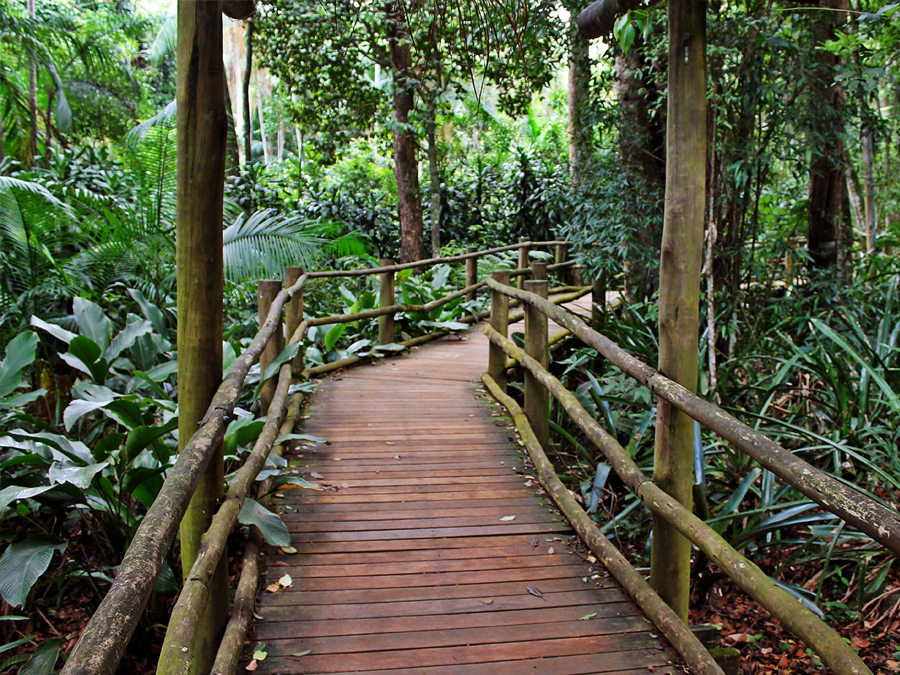 Trilha da Nascente: Conecte-se com a natureza sem sair de São Paulo