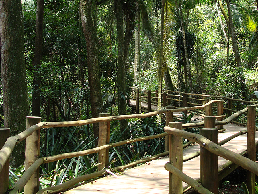 Trilha da Nascente: Conecte-se com a natureza sem sair de São Paulo