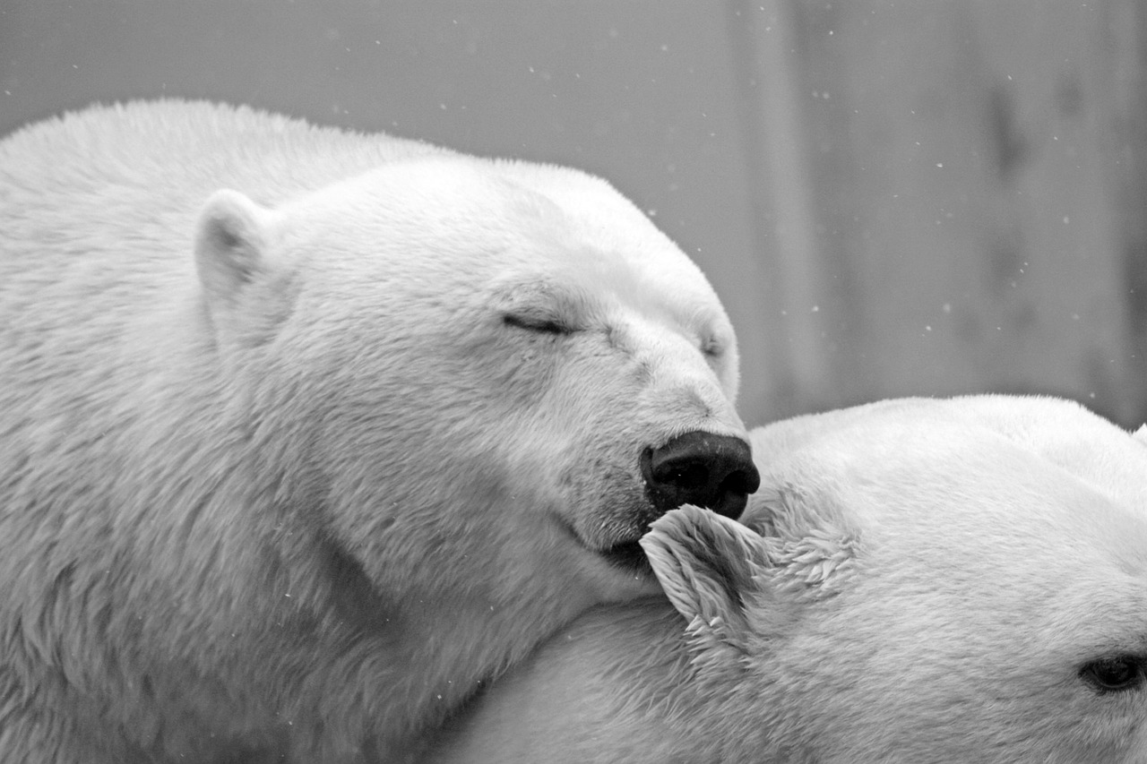 10 curiosidades sobre o Urso Polar