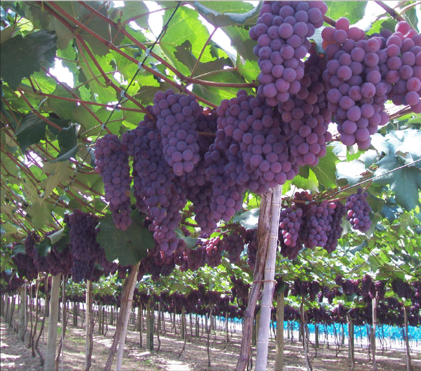 Qual a origem da uva niágara em Jundiaí