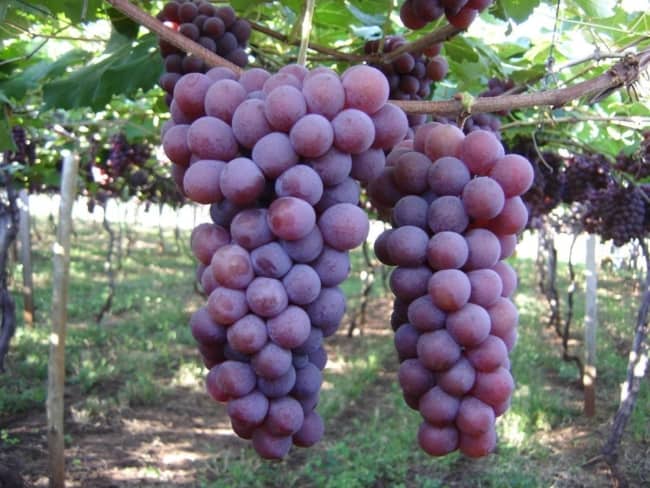 Como Plantar e Cultivar Uvas