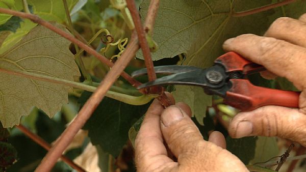 Como Plantar e Cultivar Uvas