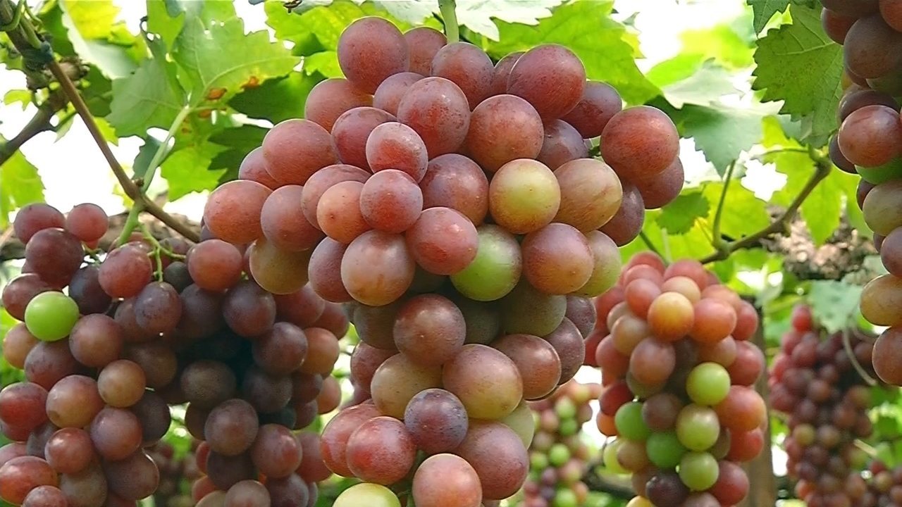 Rota da Uva de Jundiaí!