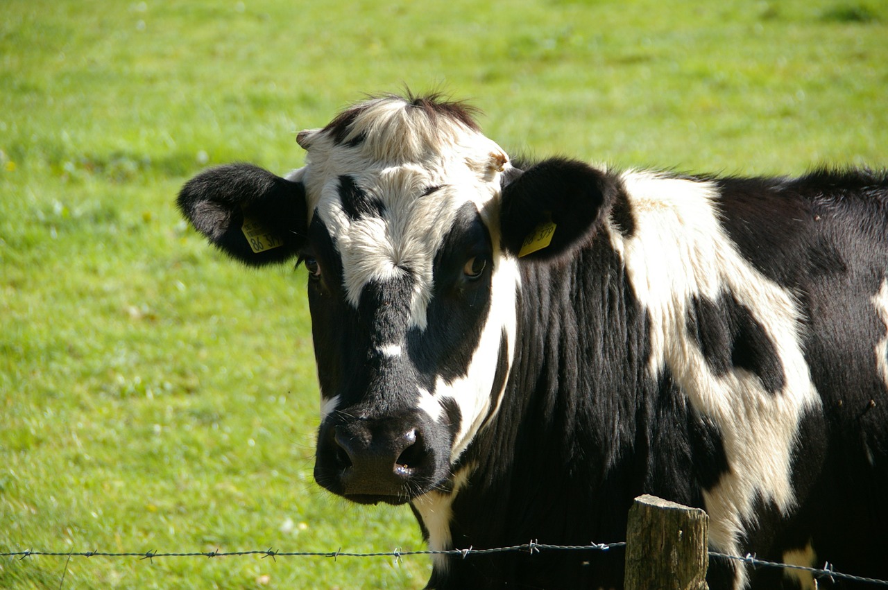 Vaca que caiu do Céu