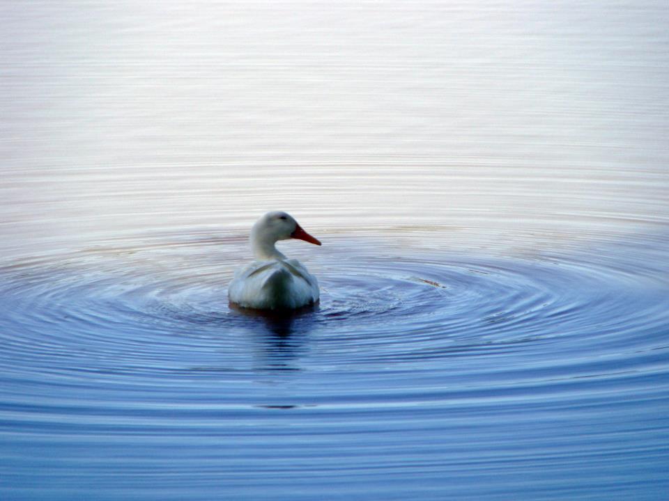 Vale das Laranjeiras em Indaiatuba no Interior de SP