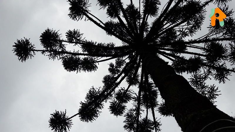 O Que Fazer Em Monte Verde, A  Cidade dos Enamorados